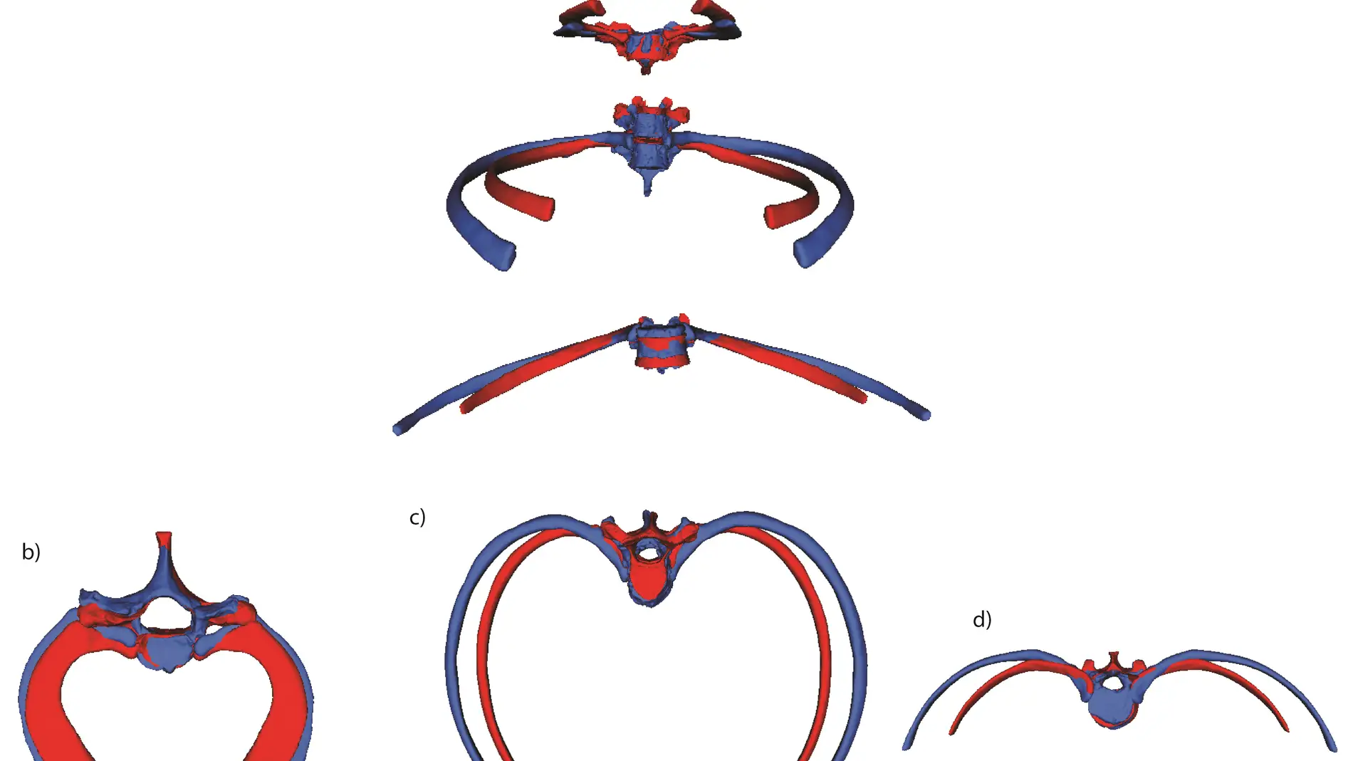 Forma media del tórax neandertal (azul) comparado con el de H. sapiens (rojo), estudiado a nivel de caja torácica superior (costilla 1), media (costilla 5) e inferior (costilla 11). La caja torácica neandertal es mucho más amplia que la de Homo sapiens, lo cual es más evidente a nivel medio e inferior. /Journal of Human Evolution.