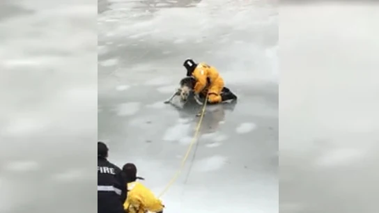 Momento del rescate de un perro atrapado en el hielo Momento del rescate de un perro atrapado en el hielo