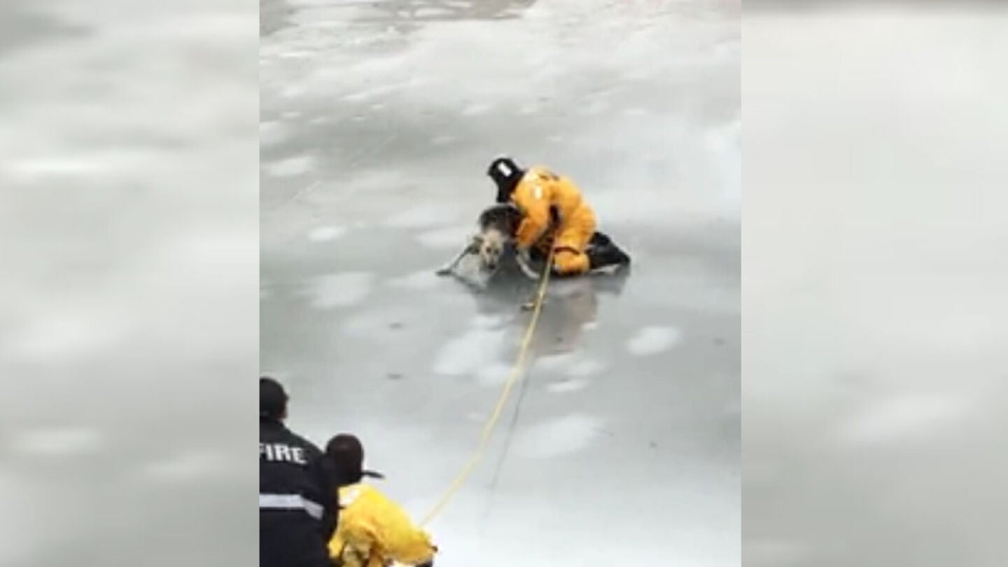 Momento del rescate de un perro atrapado en el hielo