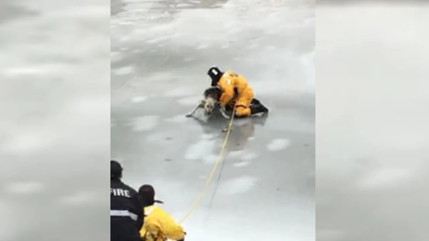 Momento del rescate de un perro atrapado en el hielo Momento del rescate de un perro atrapado en el hielo