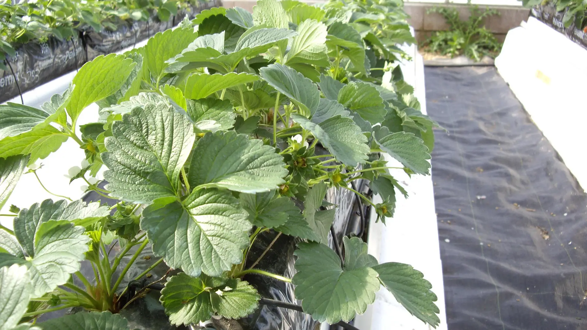 El cultivo de fresas sobre fibra de coco mejora su calidad y crecimiento