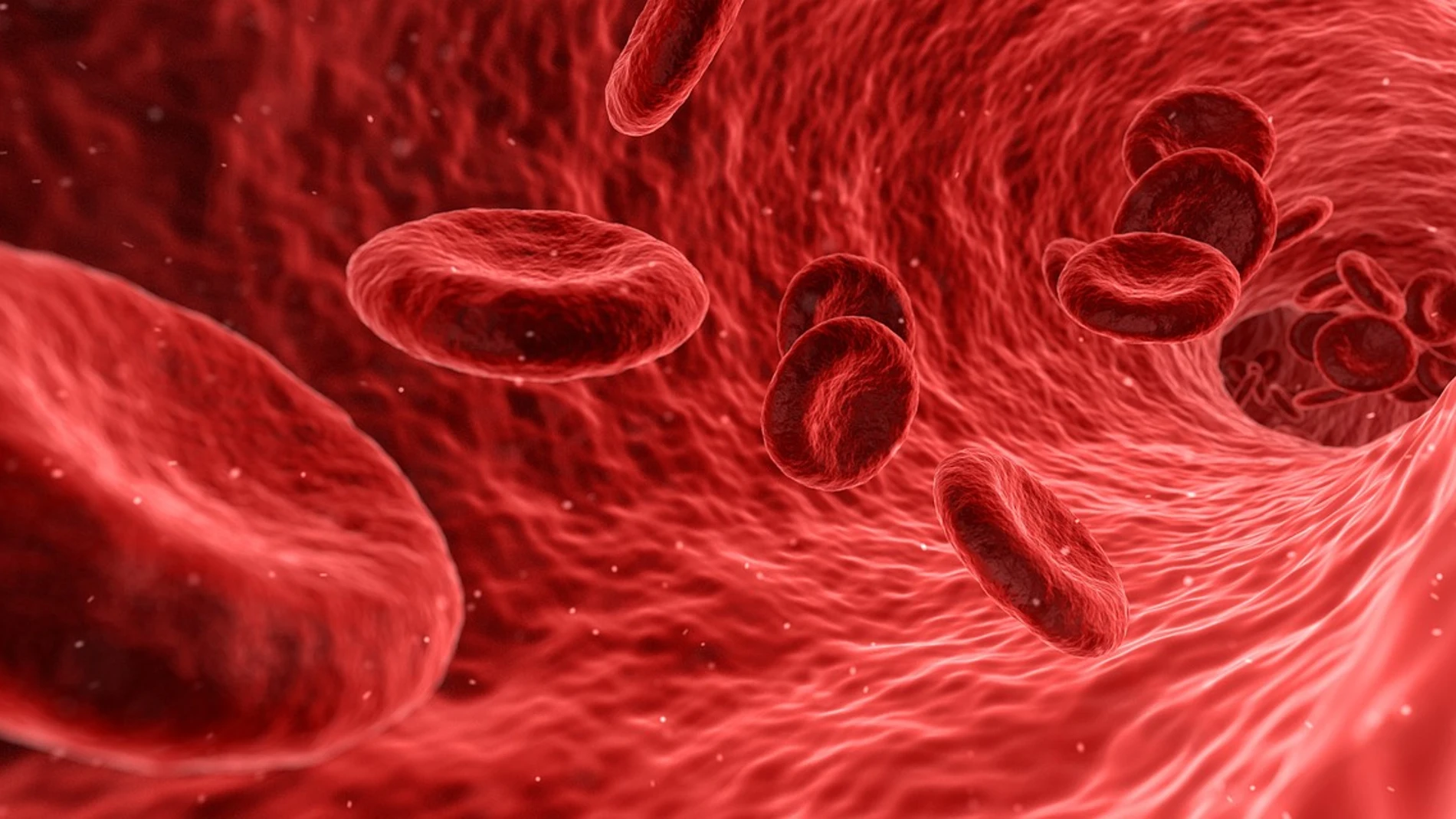 Foto ampliada de los glóbulos rojos de la sangre