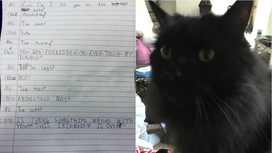 La carta y el gato de la pequeña La carta y el gato de la pequeña