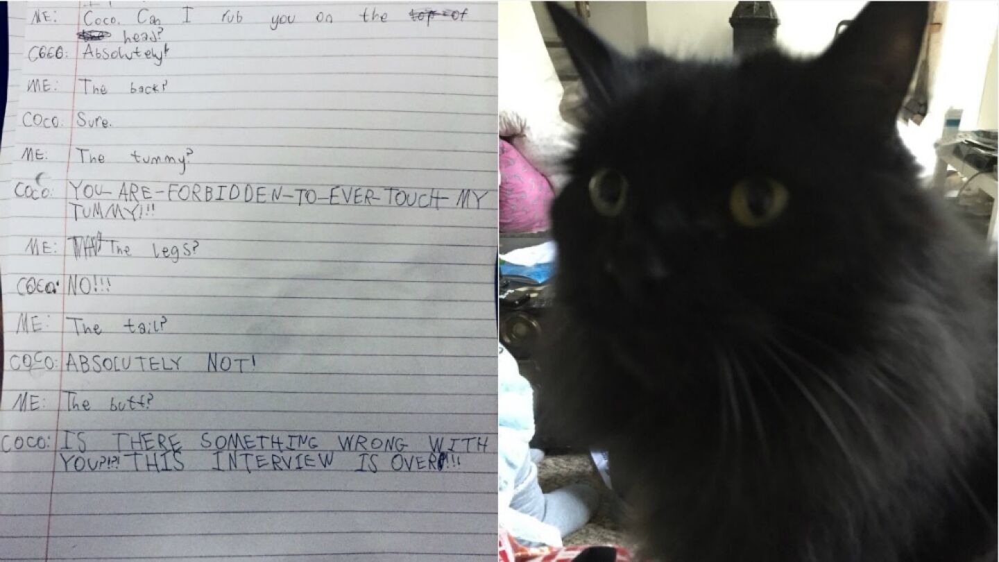 La carta y el gato de la peque&ntilde;a