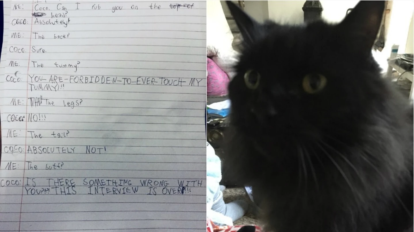 La carta y el gato de la pequeña La carta y el gato de la pequeña