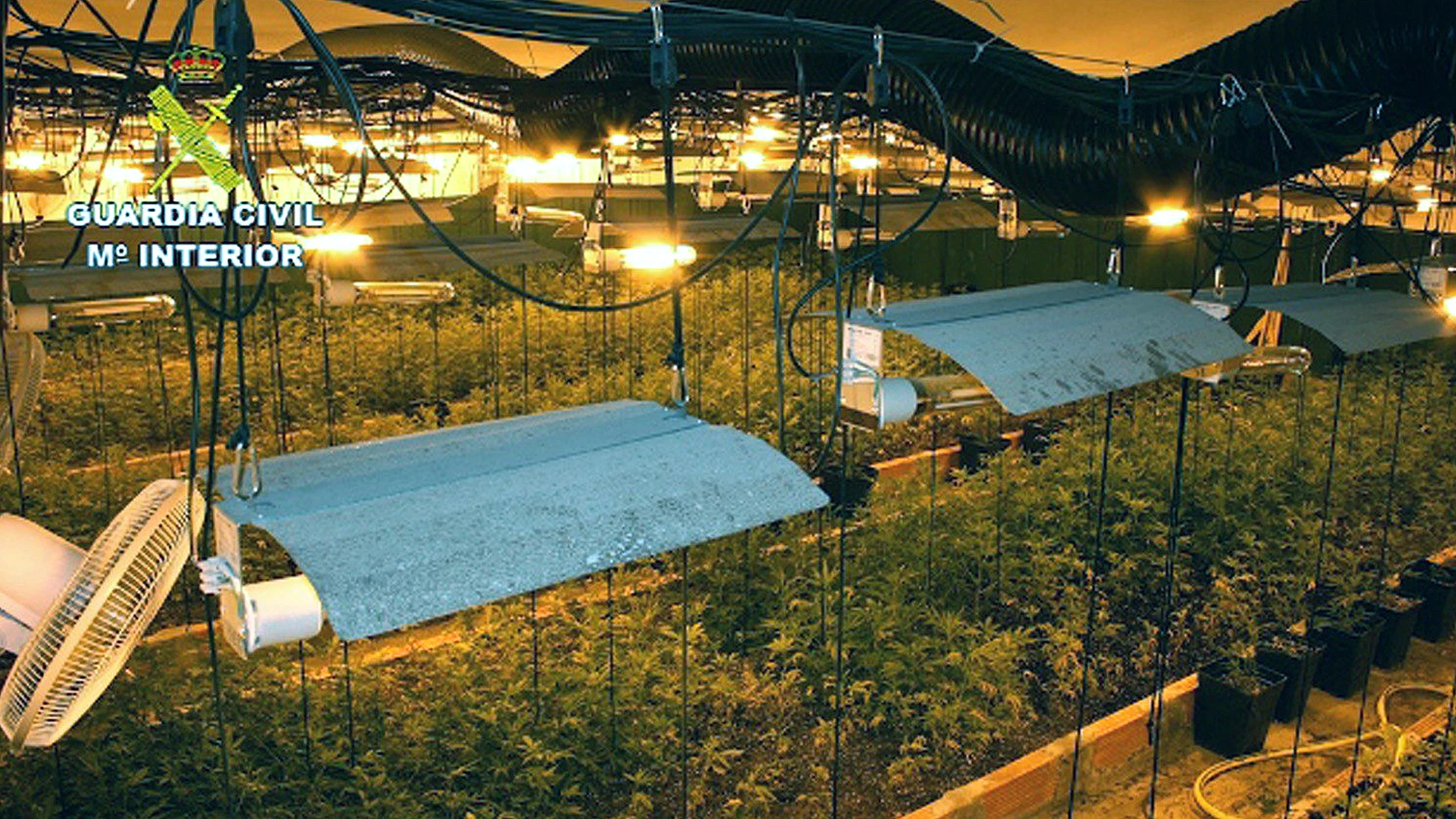 Fotografía facilitada por la Guardia Civil del desmantelamiento de una organización dedicada al cultivo de marihuana en Llinars del Vallès, Barcelona