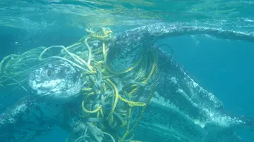 Cientos de tortugas marinas mueren cada año enredadas en basura