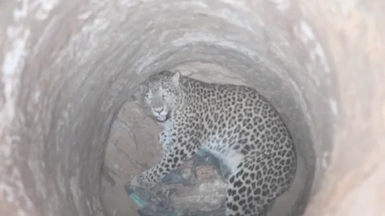 El leopardo atrapado en un pozo seco El leopardo atrapado en un pozo seco