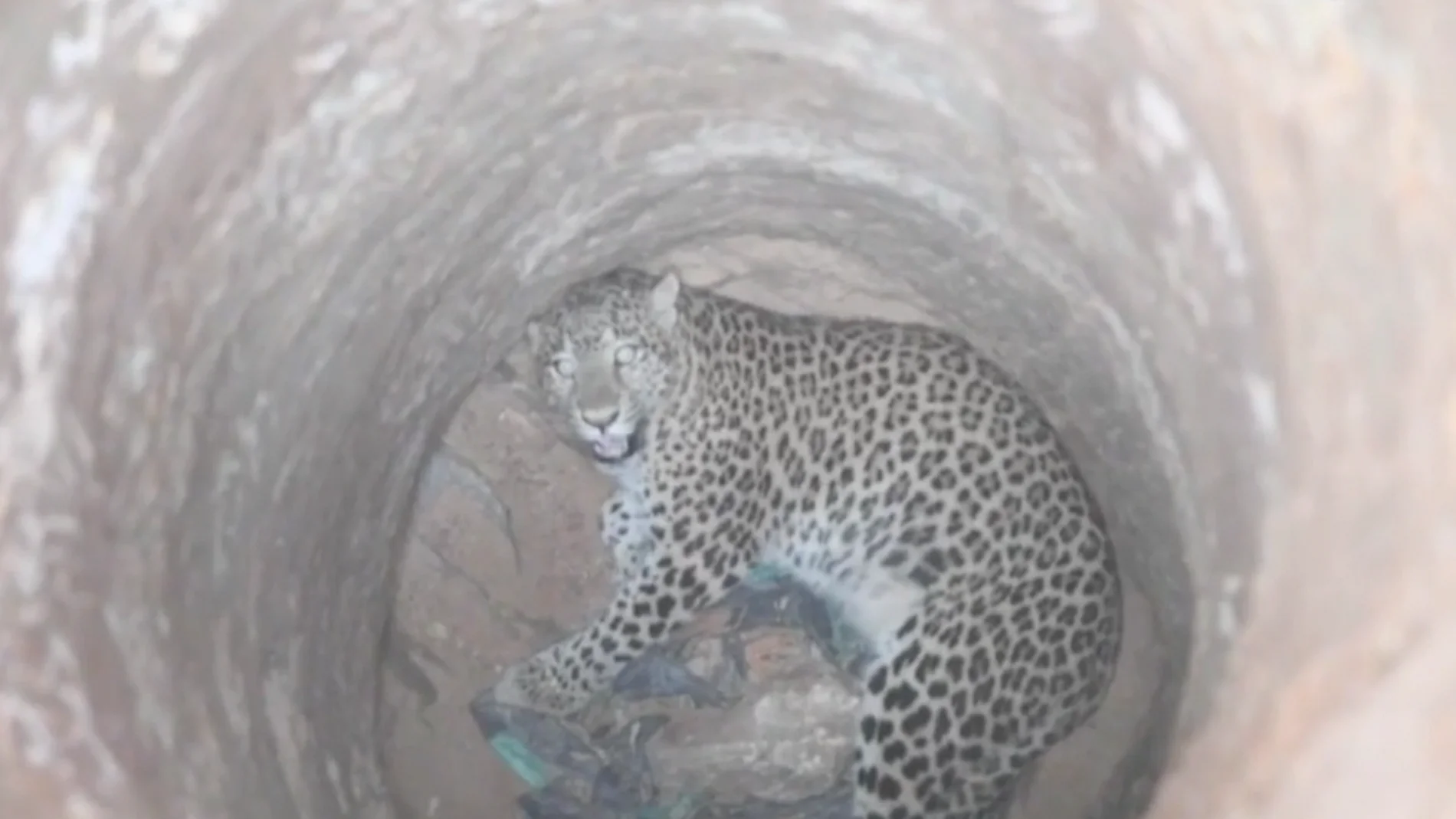 El leopardo atrapado en un pozo seco