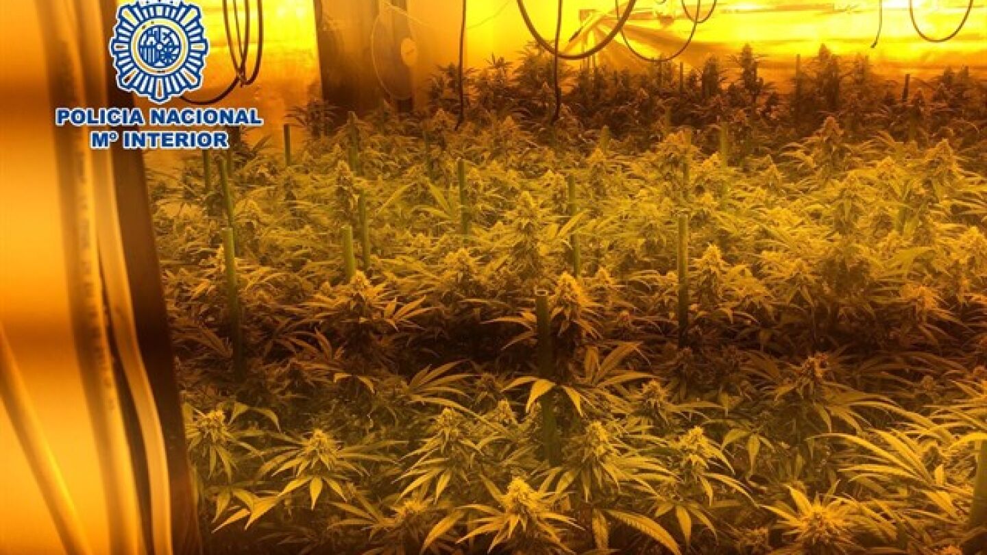 Imagen de uno de los laboratorios de marihuana desmantelados por la polic&iacute;a en V&eacute;lez-M&aacute;laga