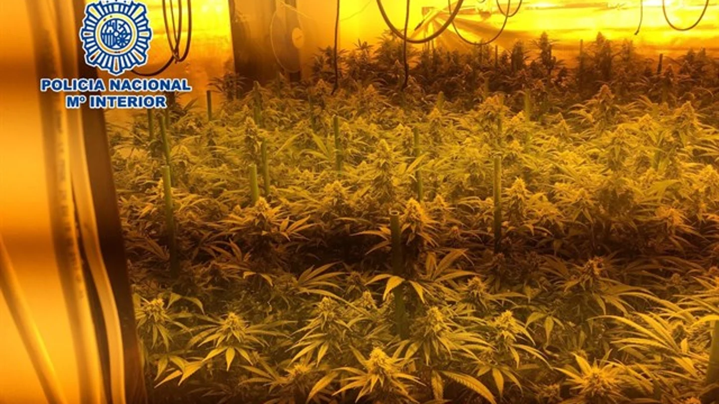 Imagen de uno de los laboratorios de marihuana desmantelados por la policía en Vélez-Málaga Imagen de uno de los laboratorios de marihuana desmantelados por la policía en Vélez-Málaga