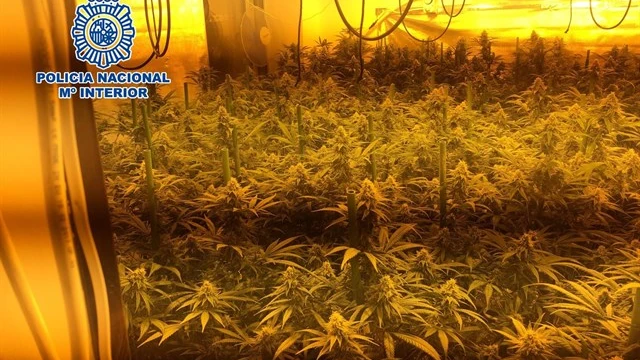 Imagen de uno de los laboratorios de marihuana desmantelados por la policía en Vélez-Málaga