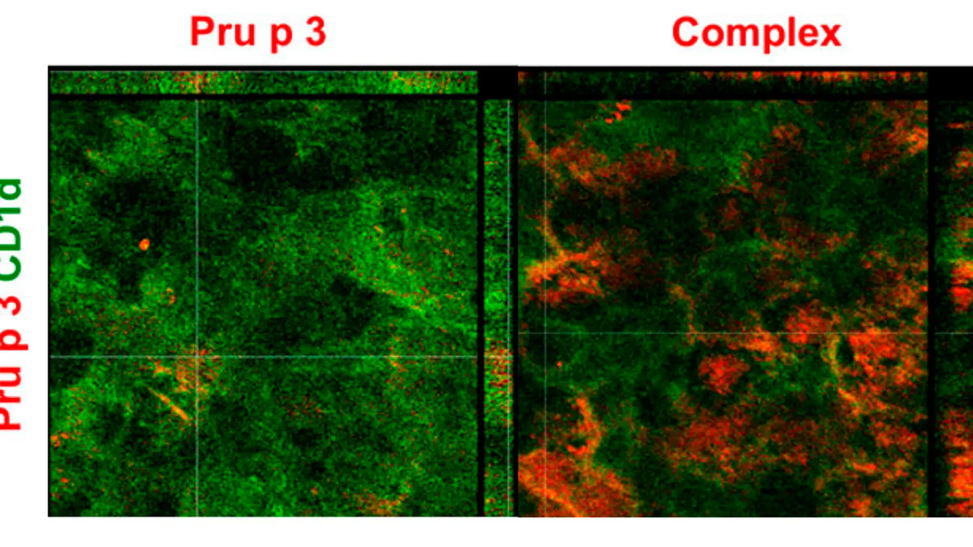 Imagen al microscopio de la investigación realizada.