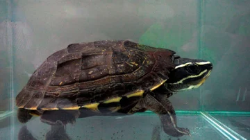 Tipo de tortuga que se encuentra entre las 115 nuevas especies en la región del Gran Mekong