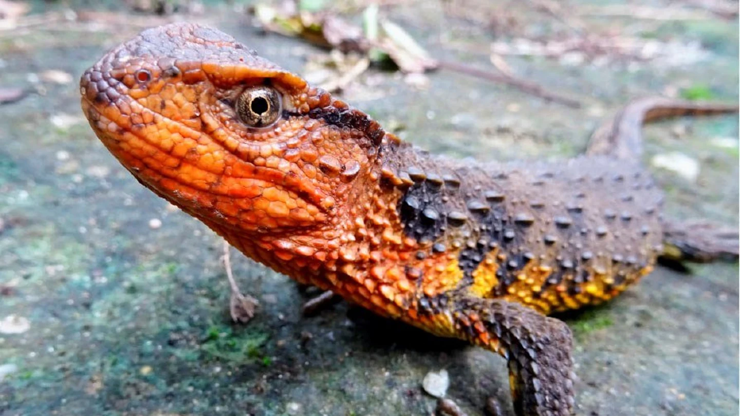 Un lagarto cocodrilo descubierto en el sudeste asiático Un lagarto cocodrilo descubierto en el sudeste asiático