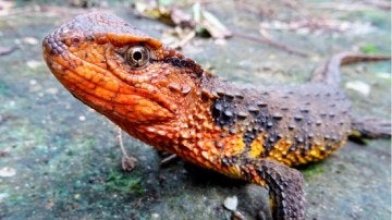 Un lagarto cocodrilo descubierto en el sudeste asiático