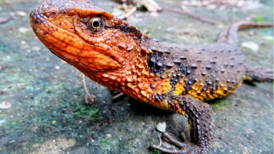 Un lagarto cocodrilo descubierto en el sudeste asiático