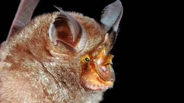 Un tipo de murciélago que está entre las 115 nuevas especies en la región del Gran Mekong