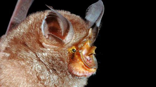Un tipo de murciélago que está entre las 115 nuevas especies en la región del Gran Mekong Un tipo de murciélago que está entre las 115 nuevas especies en la región del Gran Mekong