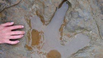 Imagen de archivo de una posible huella de dinosaurio