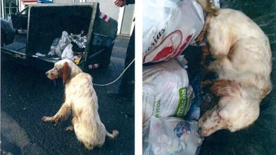 Imagen de un perro abandonado en Zalla, Vizcaya Imagen de un perro abandonado en Zalla, Vizcaya