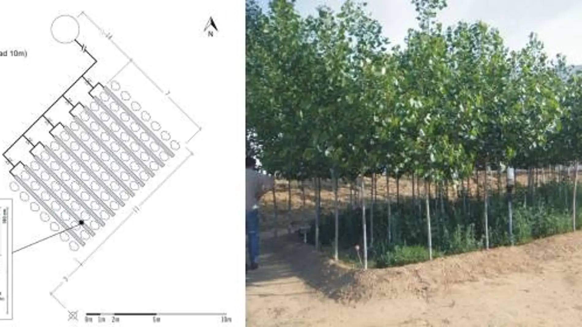 Plantaciones forestales para filtrar farmacos y sustancias estimulantes en aguas residuales