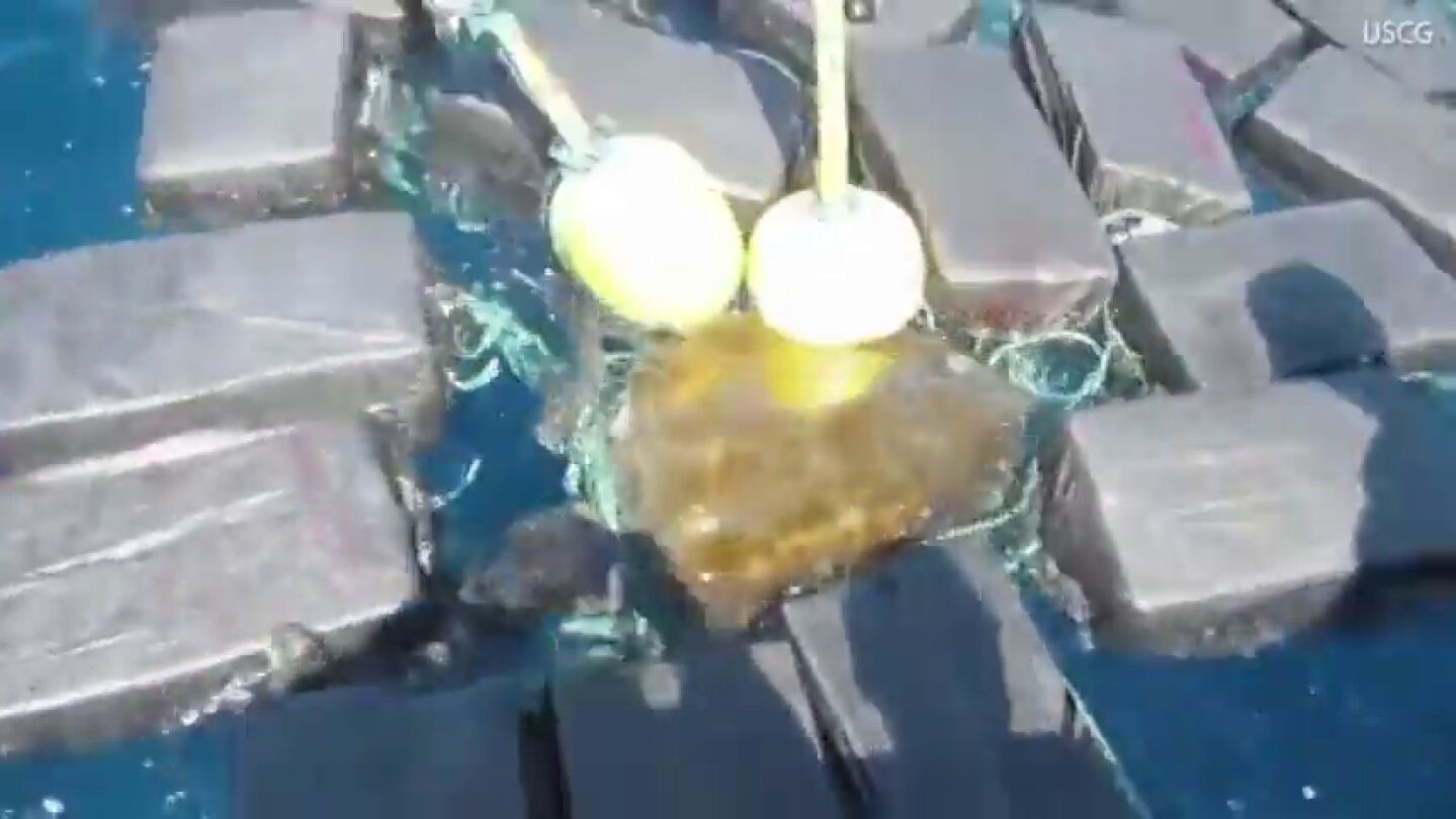 La Guardia Costera de Estados Unidos rescata a una tortuga marina enredada entre siete fardos de coca&iacute;na 