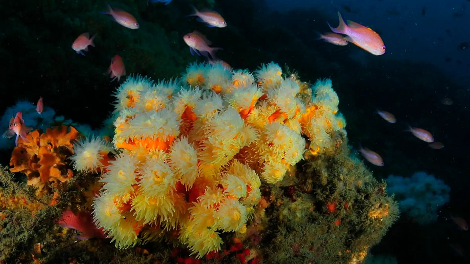 Cuatro especies de corales en peligro seran protegidas en el Mediterraneo