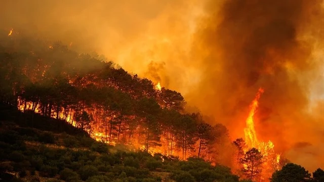 Incendios forestales 