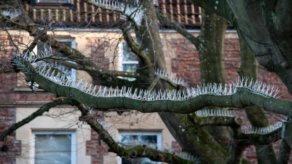 Árboles con pinchos antiaves en Bristol