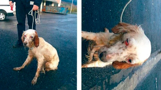 Imagen que muestra el estado del perro rescatado en Zalla, Vizcaya Imagen que muestra el estado del perro rescatado en Zalla, Vizcaya