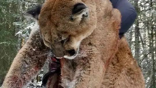 Steve Ecklund junto con el puma que ha cazado 