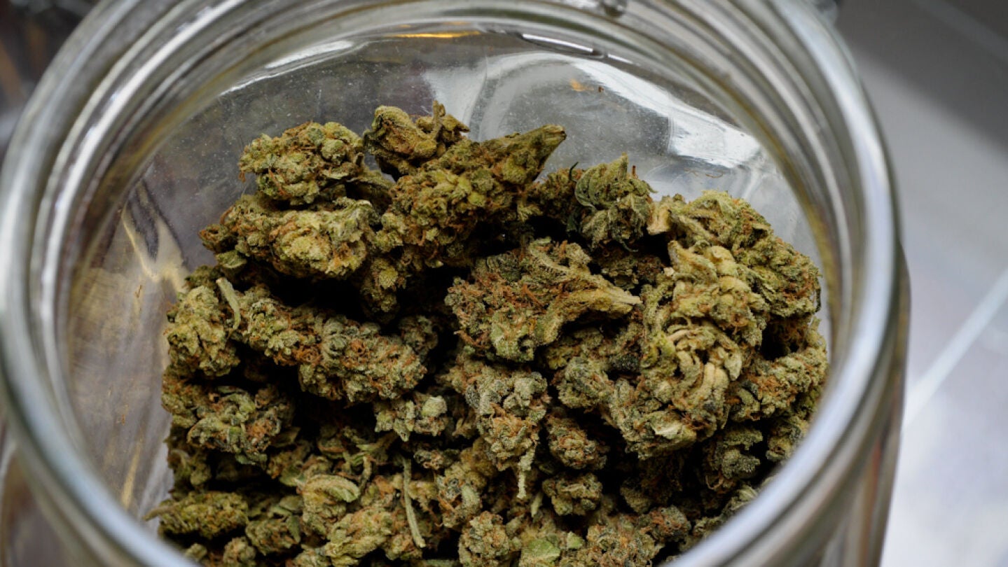 La marihuana terap&eacute;utica sustituye el consumo de otros opi&aacute;ceos 