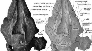 Ilustración del cráneo del delfín que vivió hace 30 millones de años