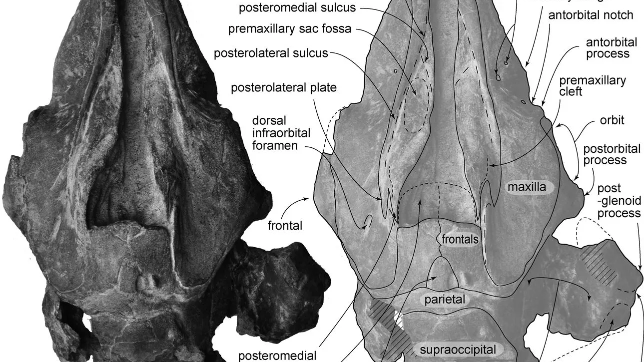Ilustración del cráneo del delfín que vivió hace 30 millones de años