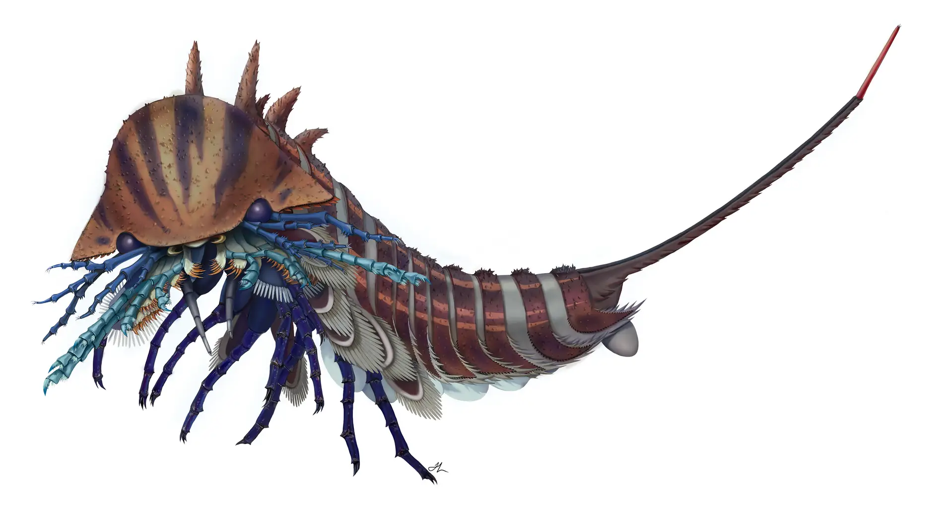 Un feroz depredador marino con cabeza de navaja vivio hace 508 millones de anos