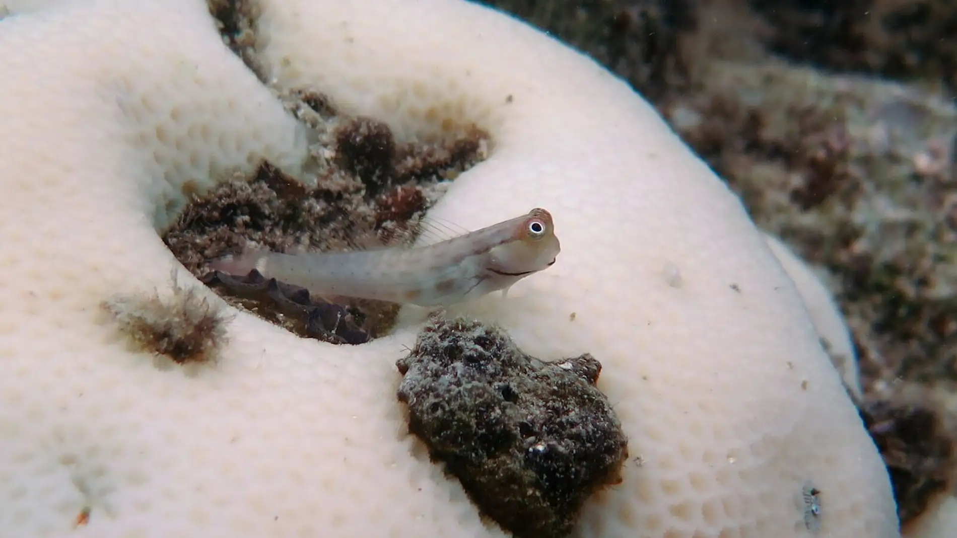 Los arrecifes de coral se blanquean de forma acelerada por el cambio climatico