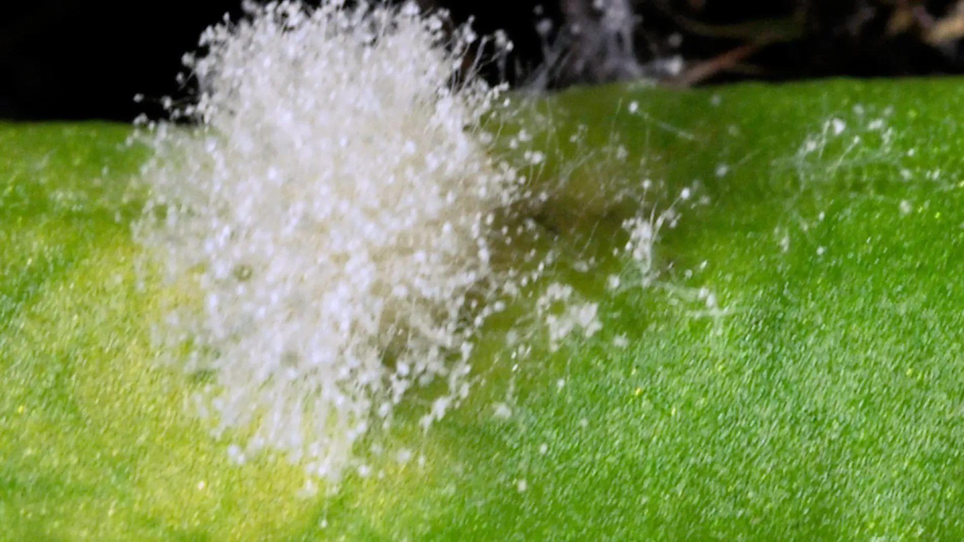 Nueva pieza en el complejo puzzle metabolico de una hormona vegetal