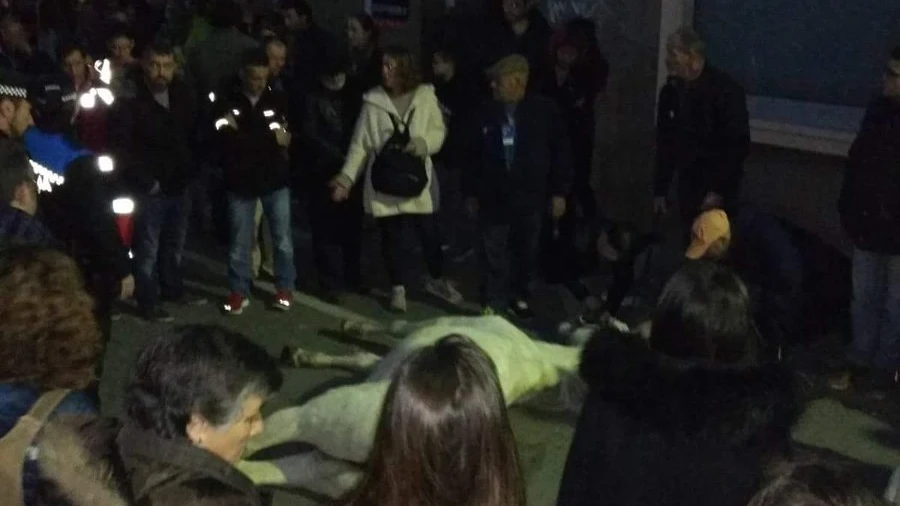 Imagen del caballo muerto durante la cabalgata de Reyes en Terrassa