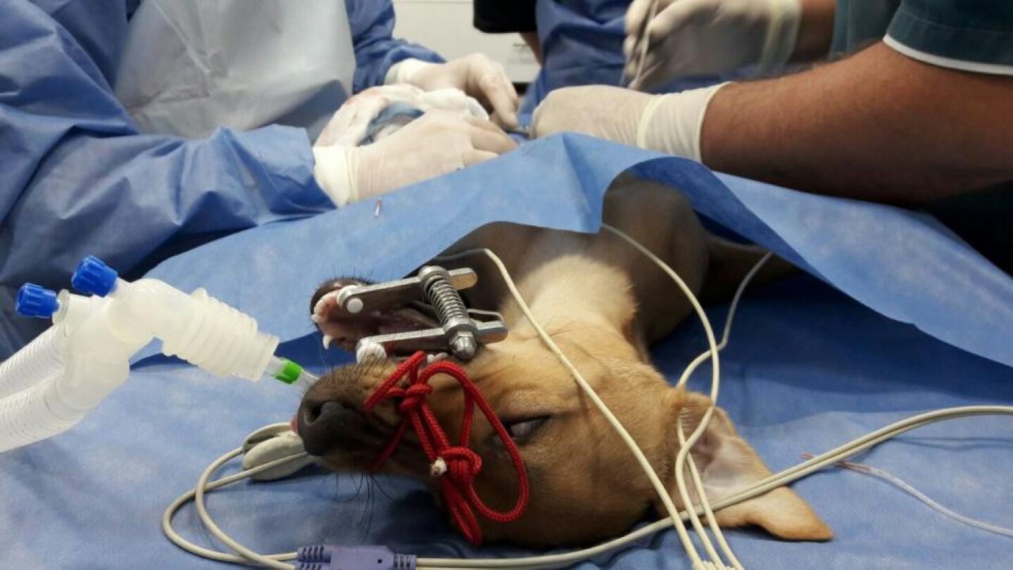 Momento de la intervenci&oacute;n quir&uacute;rgica de Lupita