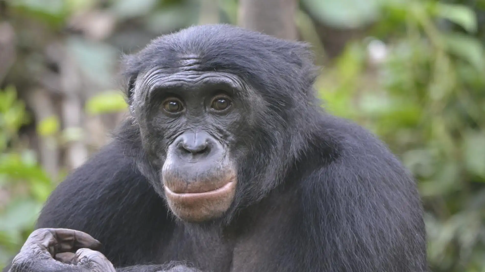 Los bonobos prefieren a un imbecil antes que a un buenazo