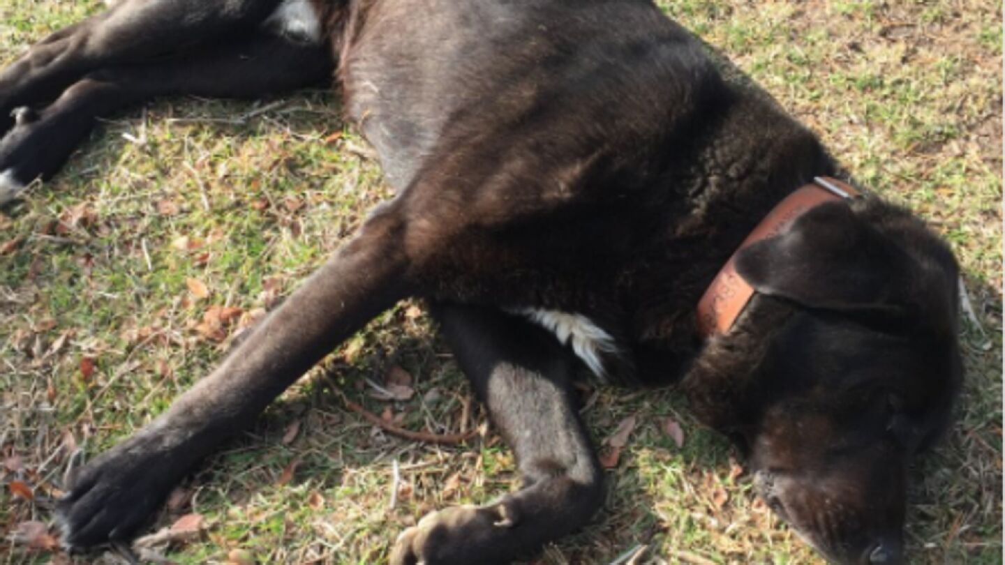 Tiz&oacute;n, el mast&iacute;n negro que finge su muerte