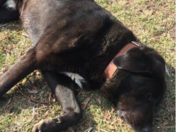 Tizón, el mastín negro que finge su muerte Tizón, el mastín negro que finge su muerte