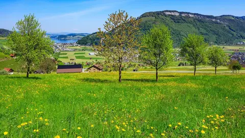 Lucerna Lucerna