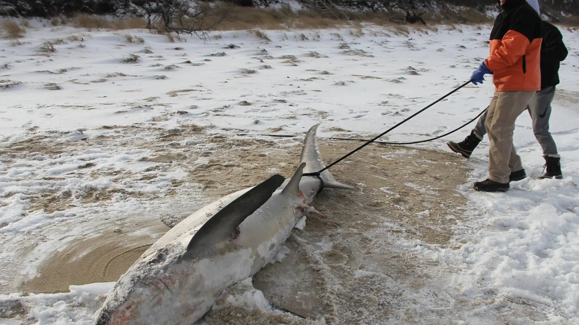 Unos operarios sacan a un tiburón blanco congelado