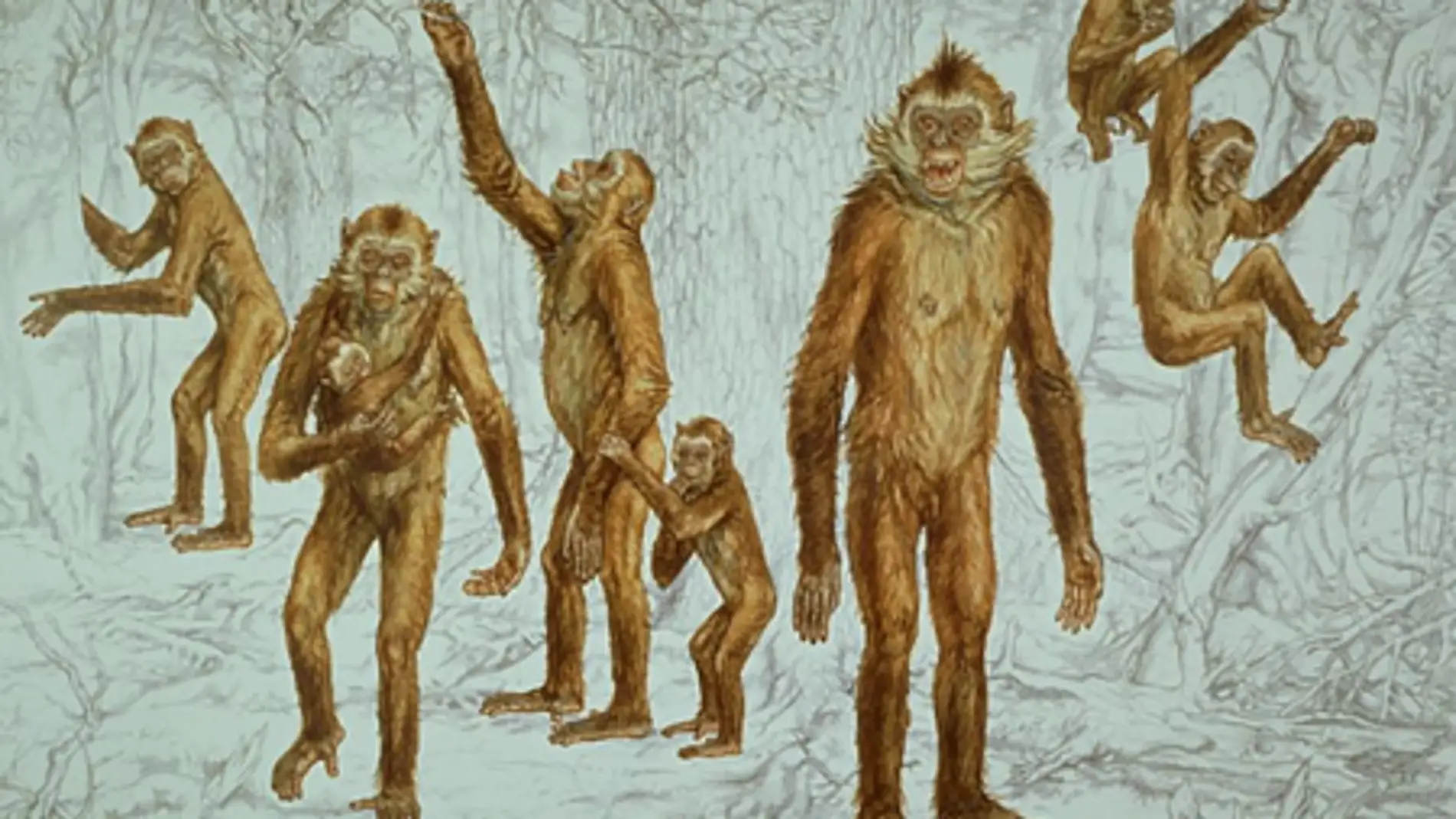Reconstrucción del primate hominoideo Oreopithecus bambolii