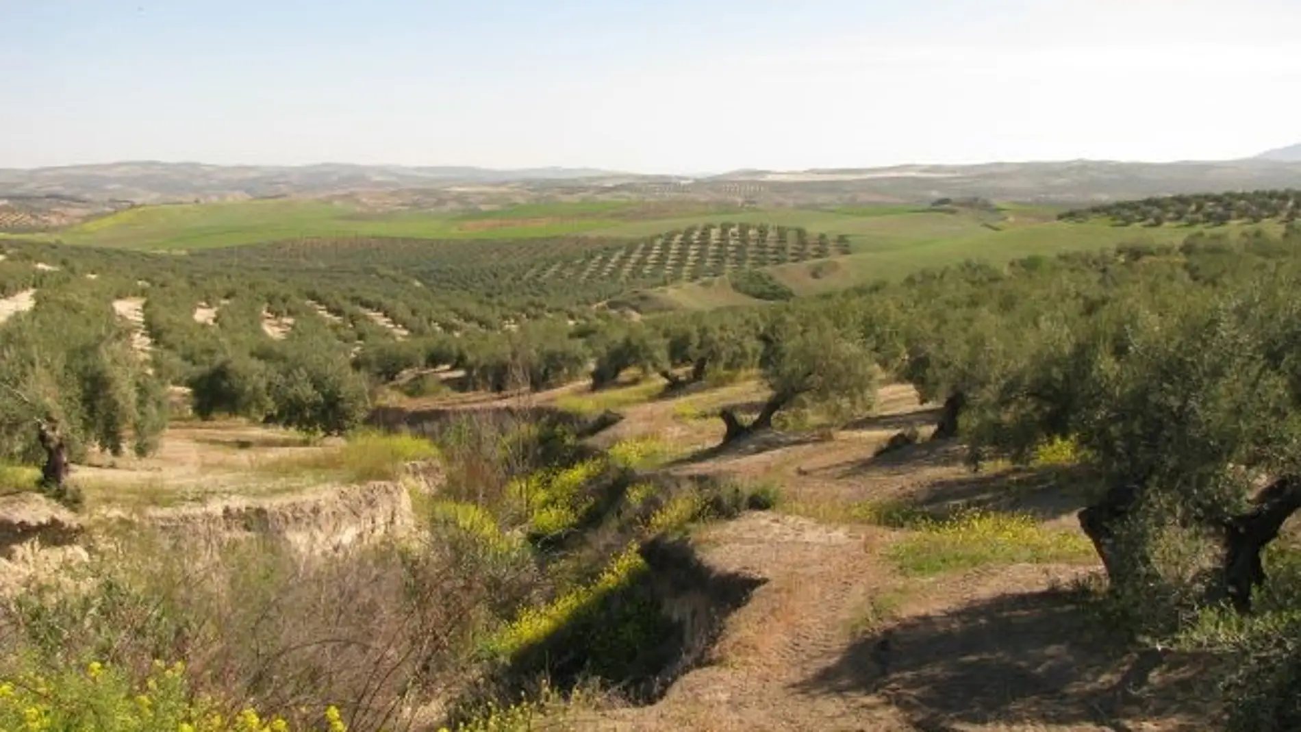 Como frenar la desaparicion del suelo mediterraneo