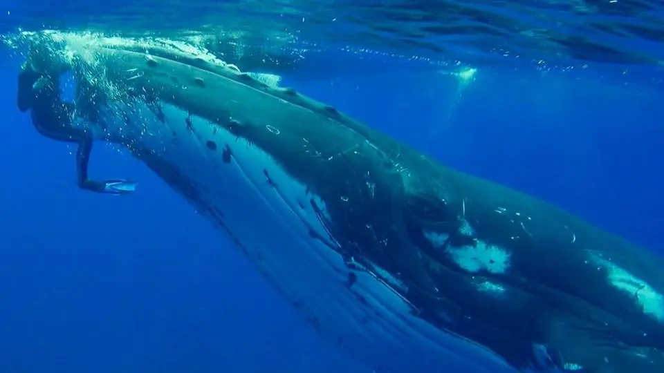 El momento en el que una ballena salva a una buceadora