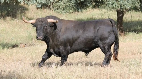 Imagen de un toro Imagen de un toro