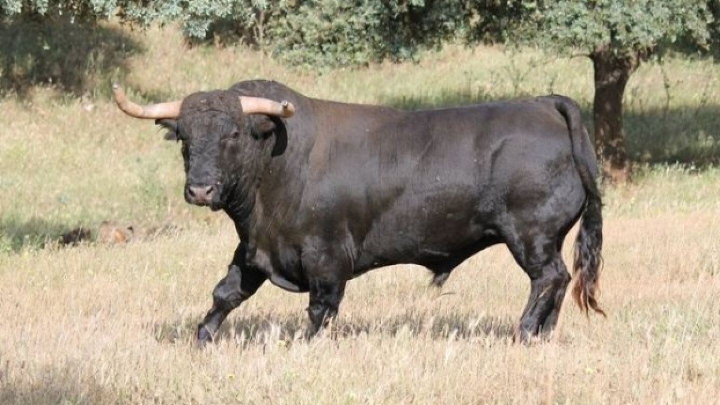 Imagen de un toro